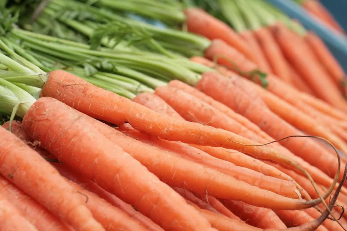 Fresh low-calorie vegetables prepared as a measured dog treat