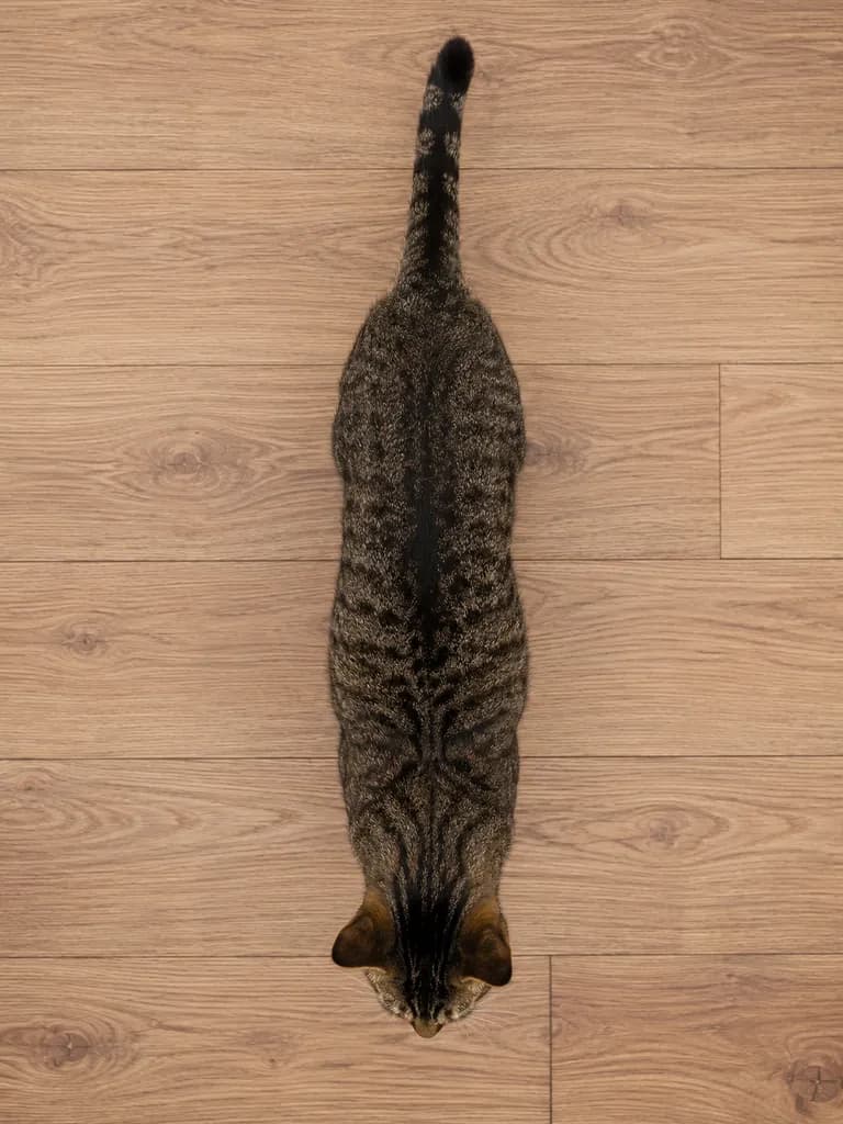 Top-down view of a tabby cat showing its body shape