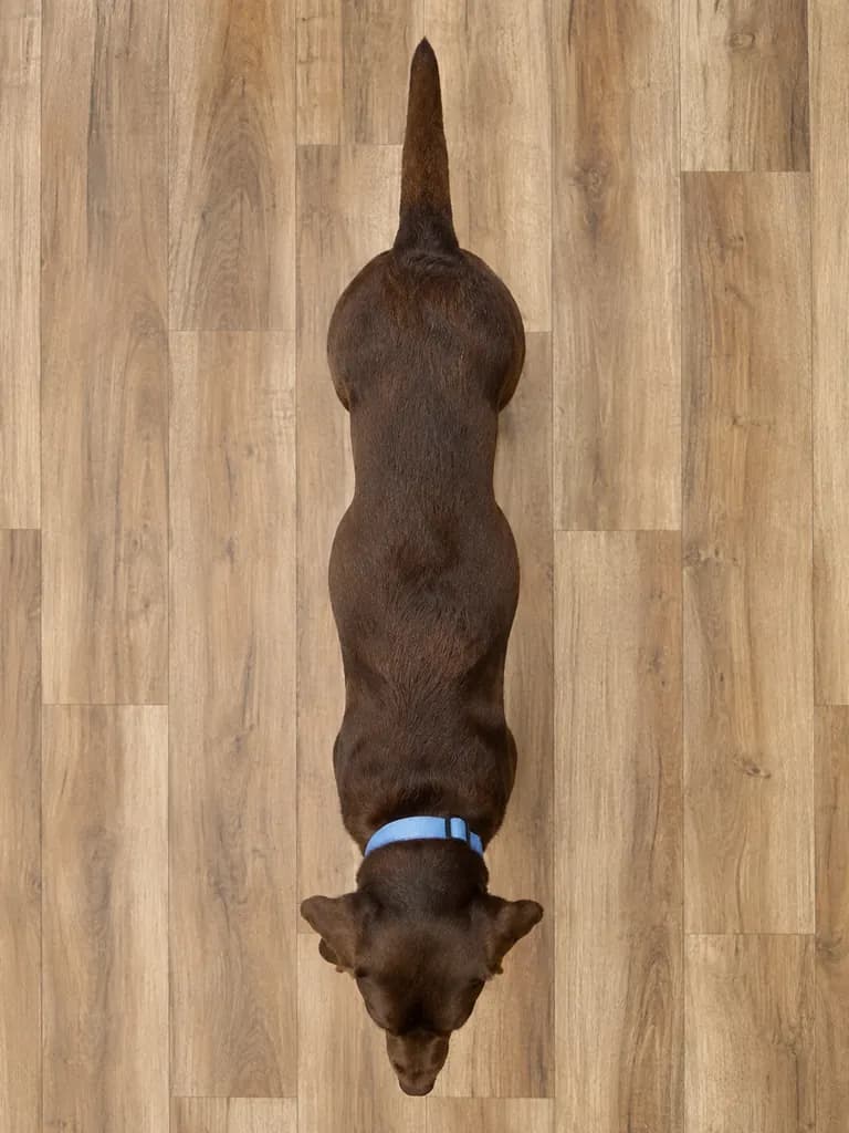 Top-down view of a dog showing waist shape for body condition scoring