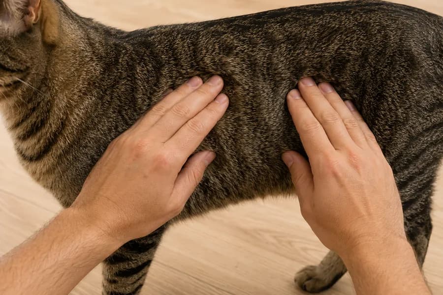 Hands feeling a cat's ribs to assess body condition